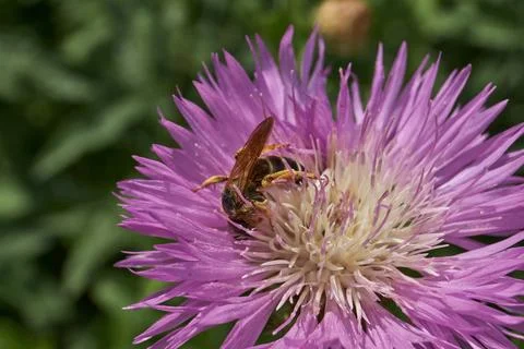 Psephellus whitewashed (lat. Psephellus dealbatus) blooms in the garden. Stock Photos