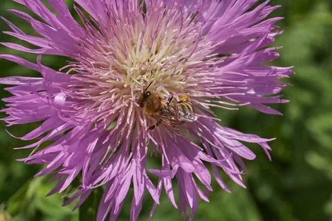 Psephellus whitewashed (lat. Psephellus dealbatus) blooms in the garden. Stock Photos