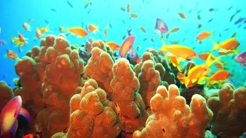 Pseudanthias  around coral Stock Footage 310906158