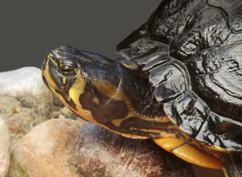 Pseudemys portrait Stock Photos