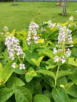 Pseuderanthemum Carruthersii Stock Photos