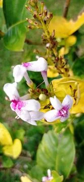 Pseuderanthemum Stock Photos