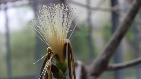 Pseudobombax ellipticum Video stock 273763874