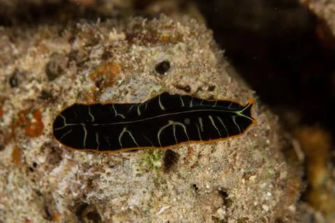 Pseudoceros cf dimidiatus Foto stock