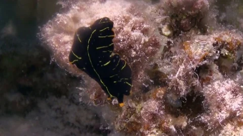 Pseudoceros dimidiatus, marine flatworm Video stock 78209584