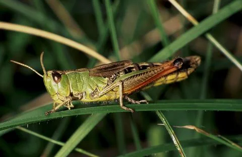  Pseudochorthippus parallelus Stock Photos