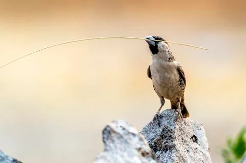 Pseudonigrita arnaudi Stock Photos