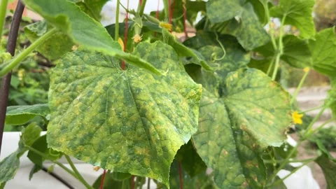 Pseudoperonospora cubensis or cucumber downy mildew Video stock 249549210