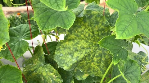 Pseudoperonospora cubensis or cucumber downy mildew Video stock 249549244