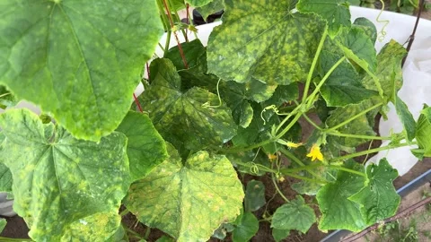 Pseudoperonospora cubensis or cucumber downy mildew Stock-Footage 249549272