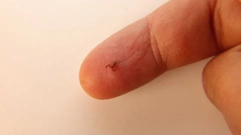Pseudoscorpion. False scorpion size comparison on the tip of a finger Stock Footage 154909028