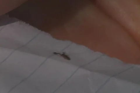 Pseudoscorpion Stock Footage 263468