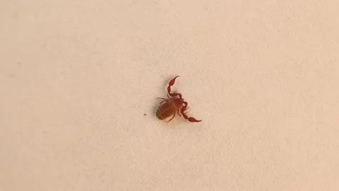 Pseudoscorpion isolated on a white background. also known as a false scorpion Stock Footage 154320909