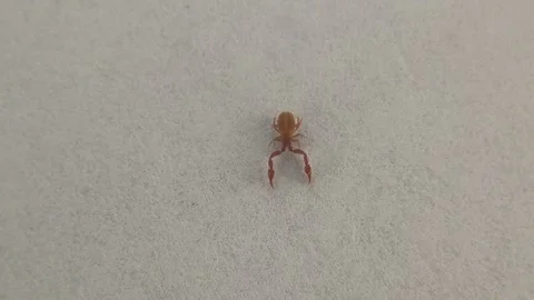 Pseudoscorpion walking on a white background. False scorpion isolated Stock Footage 263561555
