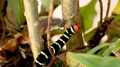 Pseudosphinx Caterpillar walking in the stem Stock Footage 120367696