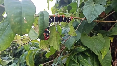 Pseudosphinx tetrio caterpillar eating leaf. Video stock 291686257