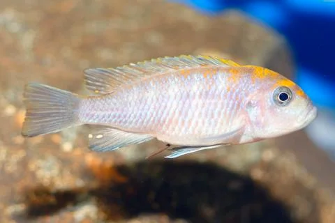 Pseudotropheus fish Foto stock