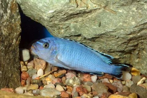 Pseudotropheus fish 스톡 사진