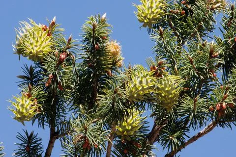 PSEUDOTSUGA MACROCARPA OVULATE CONE Stock Photos