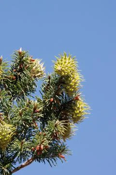 PSEUDOTSUGA MACROCARPA OVULATE CONE Stock Photos