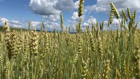 Pshenica Stock Footage 220642651