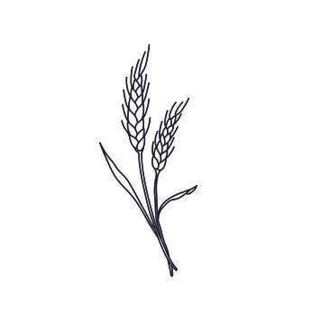 Pshenitsa Stock Illustration