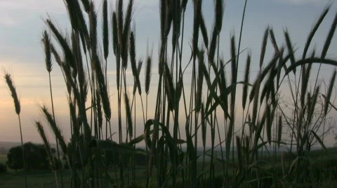 Pshenuzya Stock Footage 737623