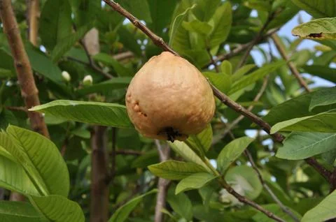 Psidium fruit tree 스톡 사진