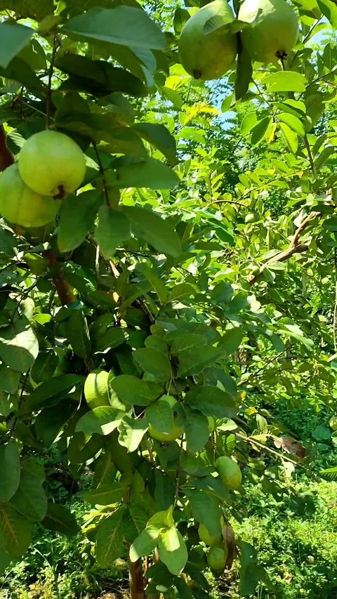 Psidium guajava Video stock 272290470