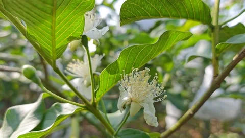 Psidium guajava Stock Footage 344614767