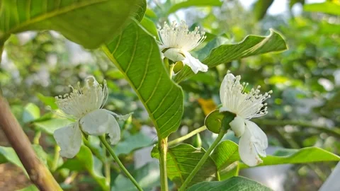 Psidium guajava Stock Footage 344614821