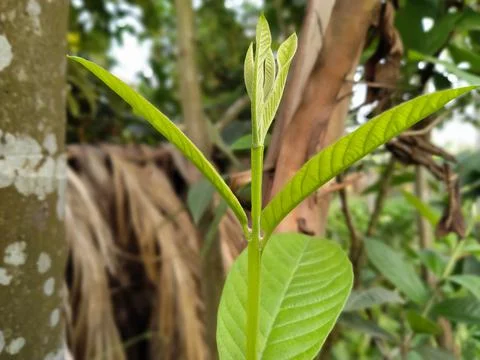 Psidium guajava leaf on tree Stock Photos