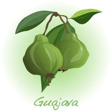 Psidium Guajava vector illustration Stock Illustration