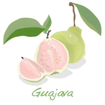 Psidium Guajava vector illustration Stock Illustration