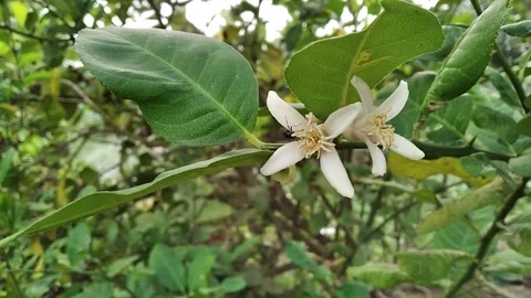Psidium guava flower with bee pollen collect nectar from flowers Stock Footage 295786357