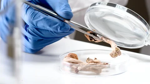 Psilocybin and Magic Mushrooms Stock Footage 151852609