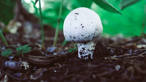 Psilocybin magic psychedelic Stock Footage 76947538