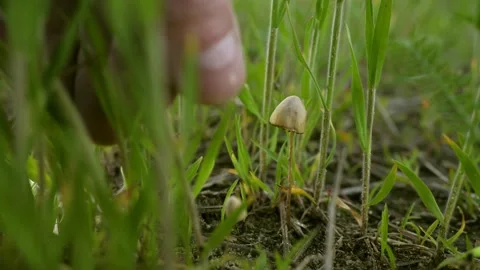 Psilocybin mushroom ,Magic mushrooms, forest autumn brown background Stock Footage 132591853