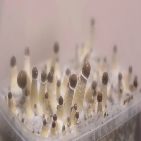 Psilocybin mushrooms cultivation. 4K UHD... | Stock Video | Pond5