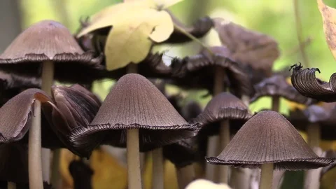 Psilocybin mushrooms. Stock Footage 119173643