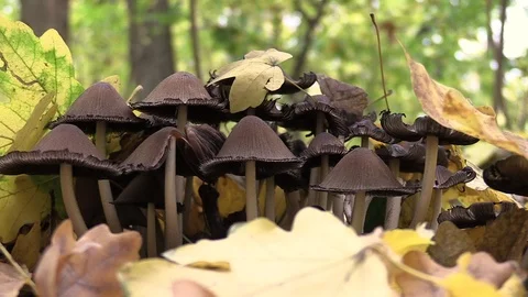 Psilocybin mushrooms. Stock Footage 119173713