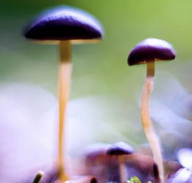 Psilocybin mushrooms Stock Photos