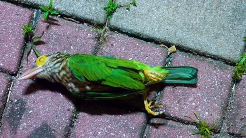 Psilopogon dead bird Stock Footage 336219909