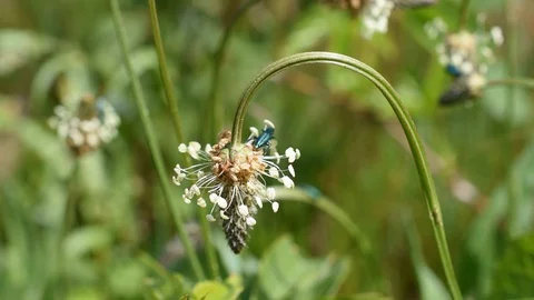 Psilothrix viridicoerulea Stock Footage 129848530