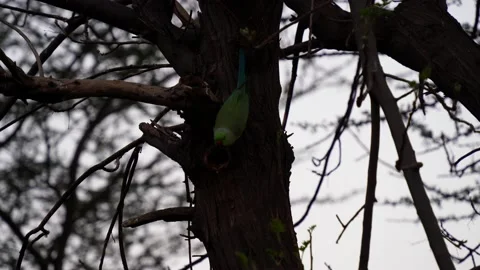Psittacula eupatria, commonly known as Indian Parrot sitting on tree in the e Stock Footage 149036519
