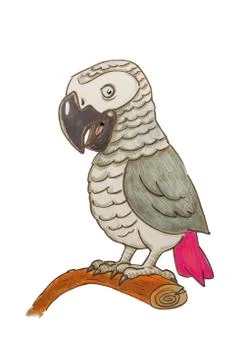Psittacus erithacus cartoon Stock Illustration