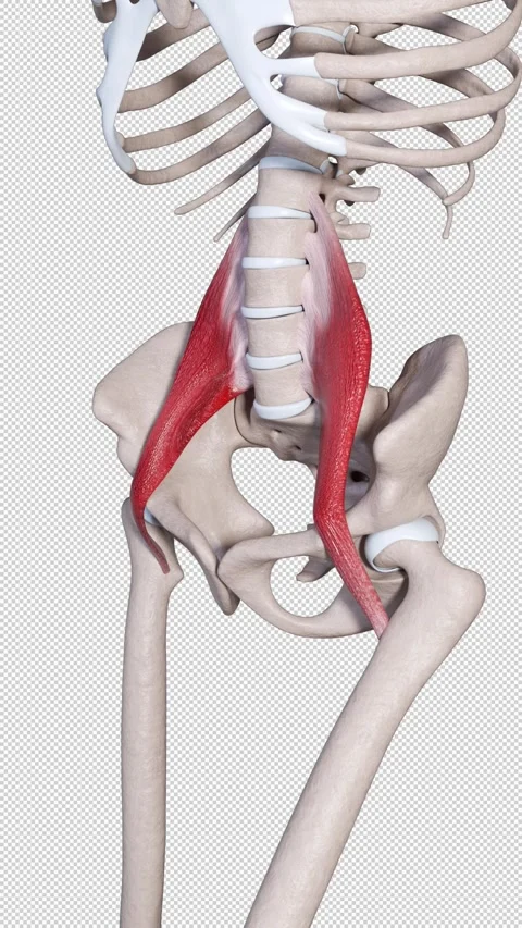Psoas Major Muscle Movement  Vertical Video Stock Footage 313267366