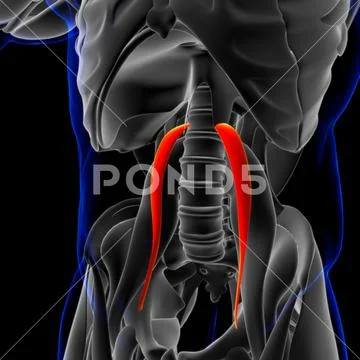 Psoas Minor Muscle Anatomy For Medical Concept 3D Illustration ~ Clip ...