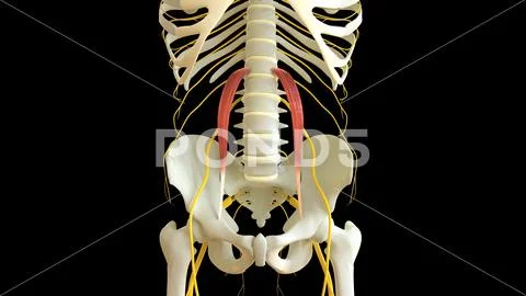 Psoas Minor Muscle anatomy for medical concept 3D rendering ~ Clip Art ...