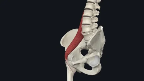 The psoas muscle is a paraspinal muscle ... | Stock Video | Pond5